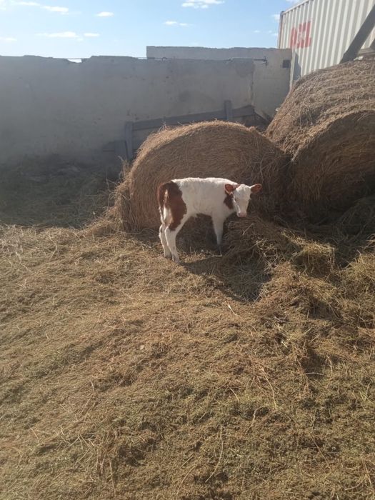 Продам теленка 1 неделья