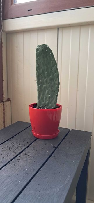 Кактуси, големи, красиви.