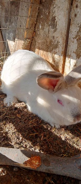 Продам кроликов фландер