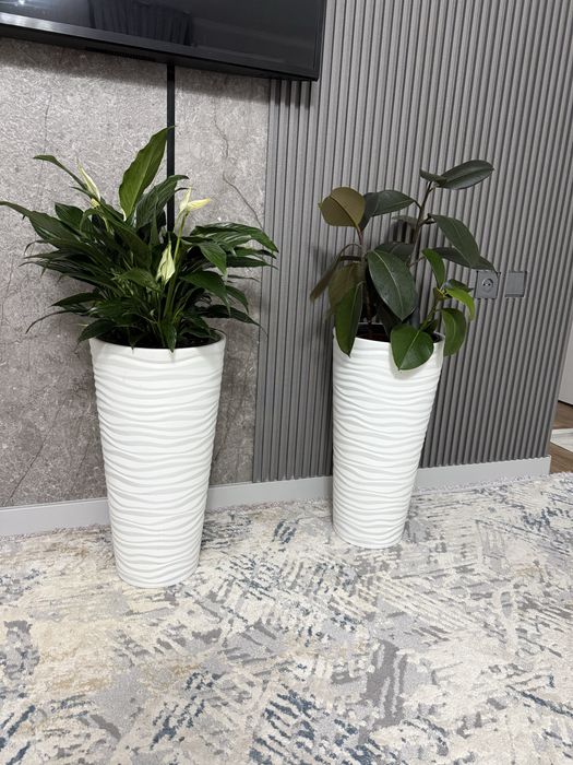 Комнатные цветы фикус