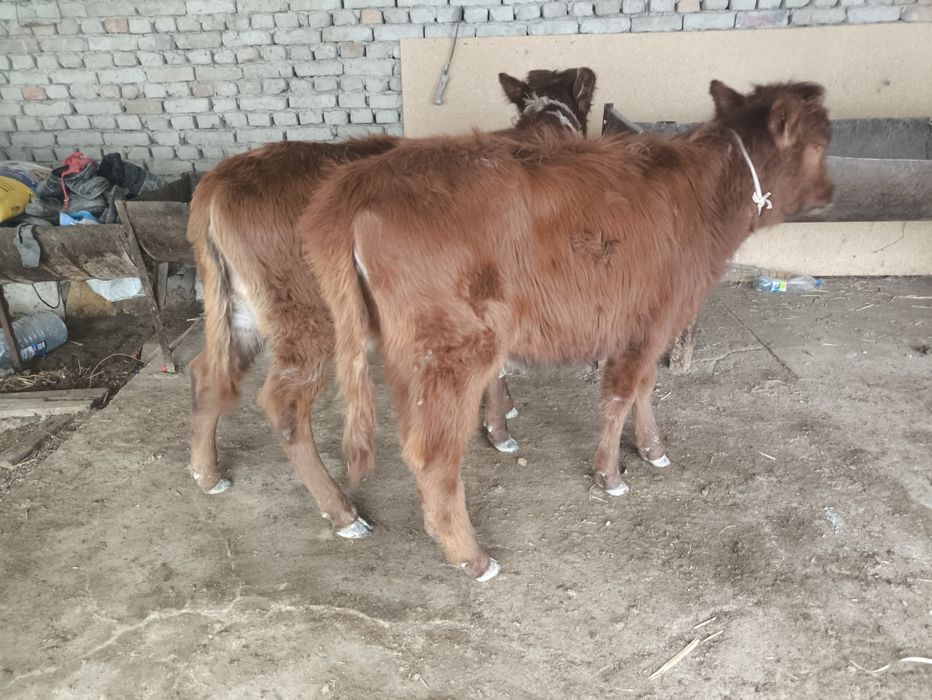 Гуножинлар сотилади