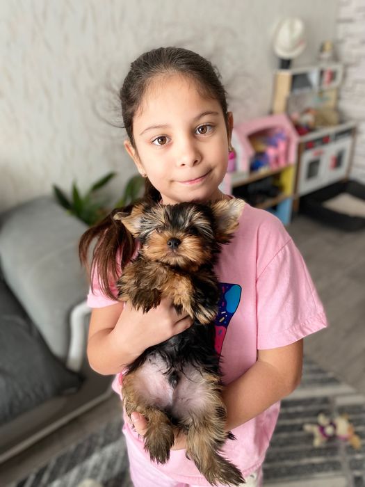 Мини Йоркширски териер