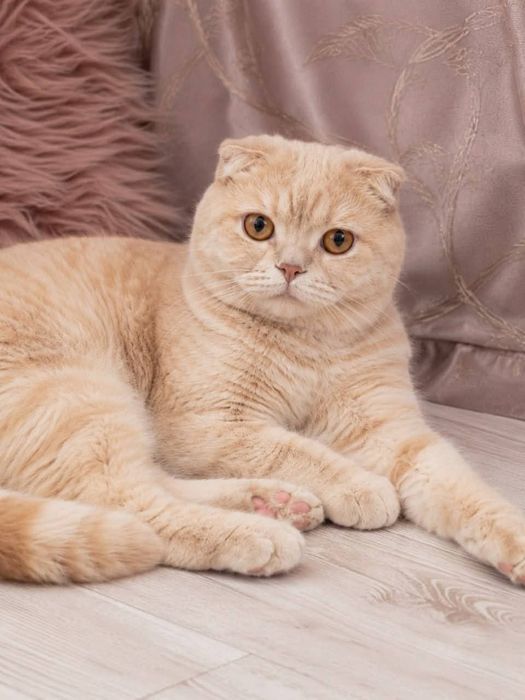 Котик британец в добрые руки
