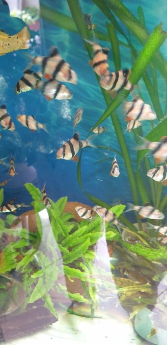 Нанакара неон блю