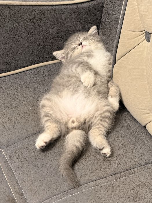 Скоттиш  Страйт девочка