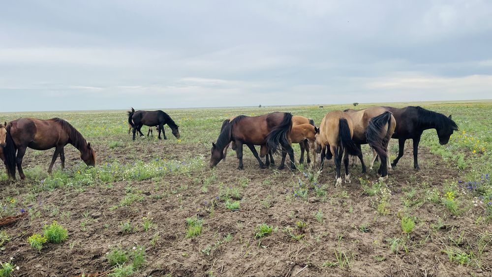 Продам бир уйір жылқы