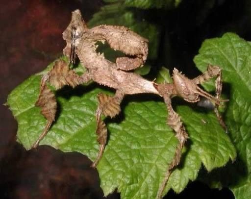 Палочники разных видов подробнее по теили телеграмм