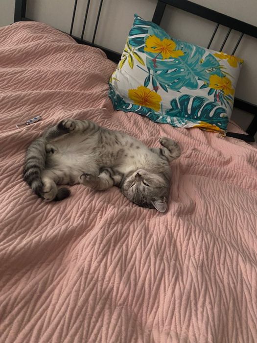 Котенок скоттиш страйт