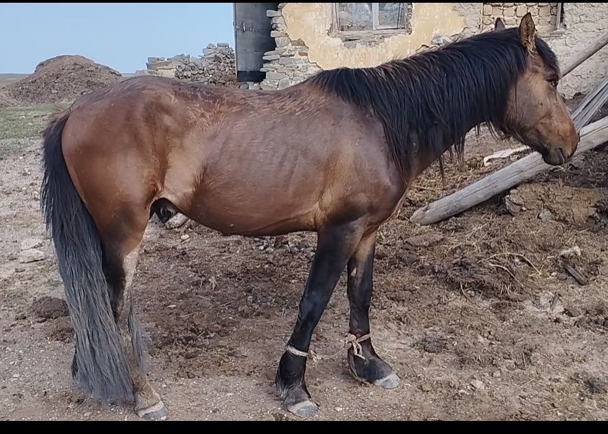 Сиыр малдарына ауыстырамын