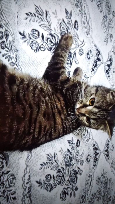 Подарю кошечку в добрые руки