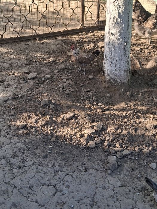 Продам карликовых курей
