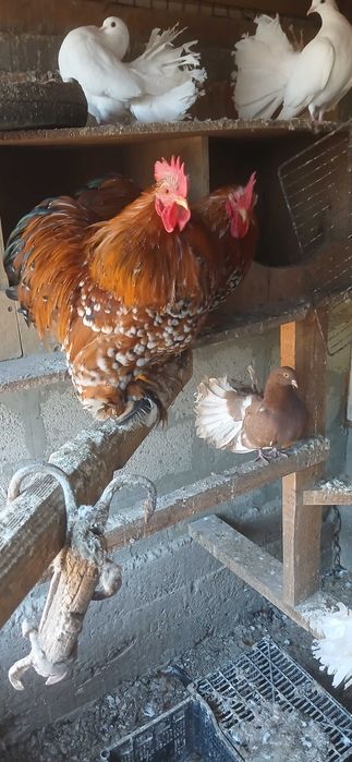 Мини кохин петлета и къдрави