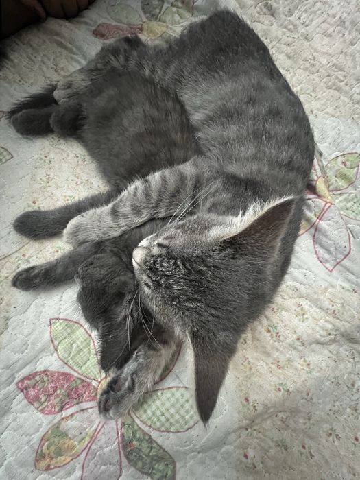 Котенок(девочка)