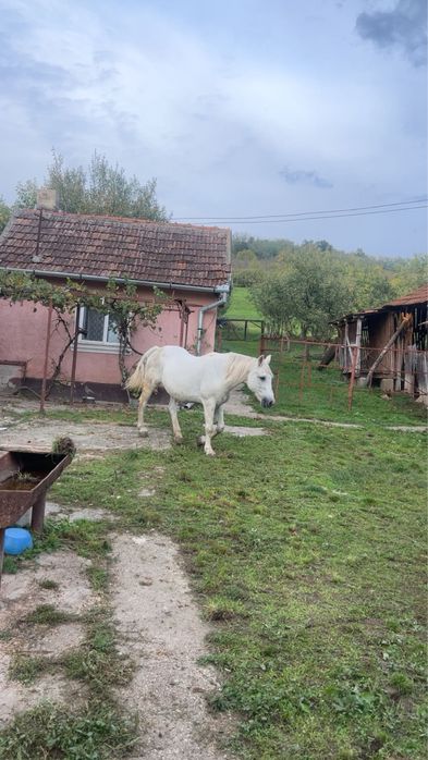 Vand sau schimb cal de 12 ani garantat de ham