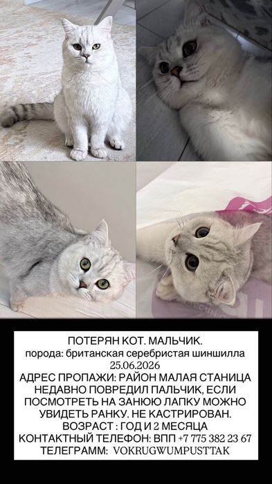 пропал кот алматы
