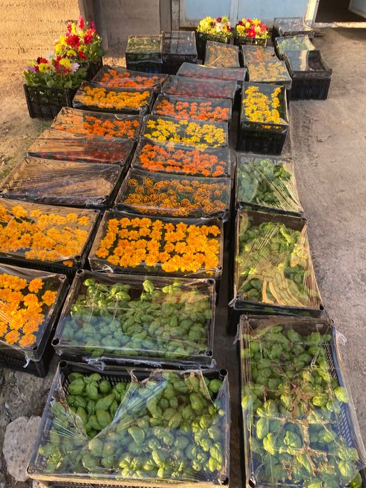 Гул кучат , гул уруглари, кучатлар