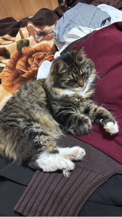 Кошка в добрые руки