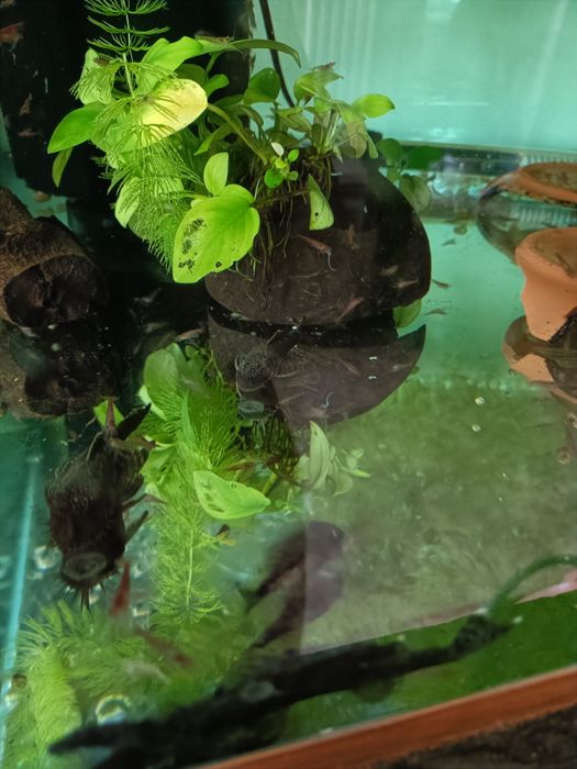 Сомики анциструсы 5 см. Самцы.