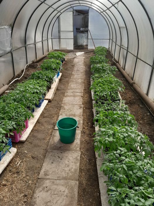 Продам рассаду помидор в стаканчиках
