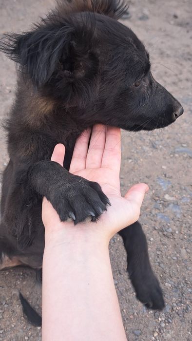 Отдам ласкового щенка