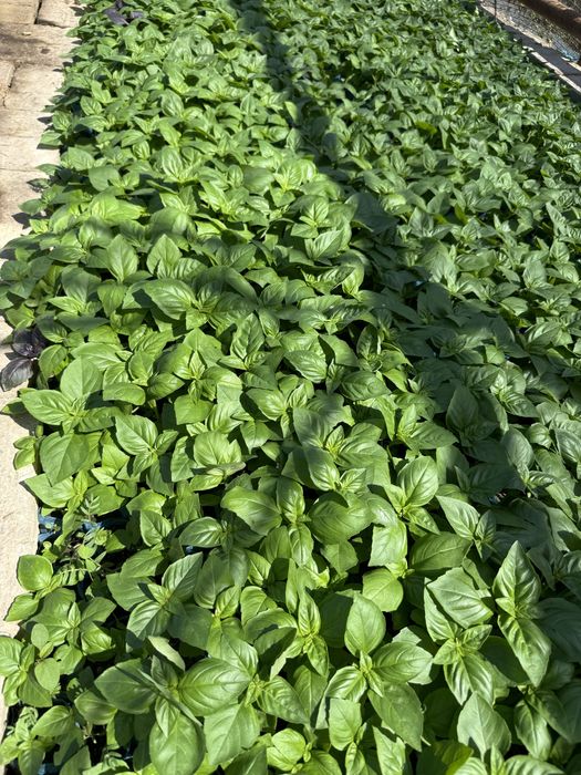 Rayxon ko’chatlari bor