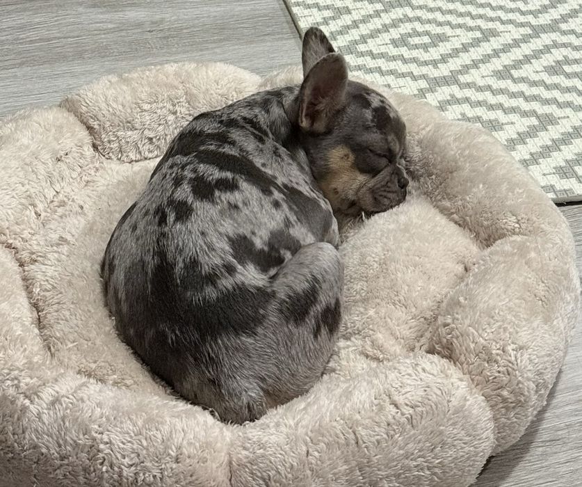 Френски булдог цвят Мерле