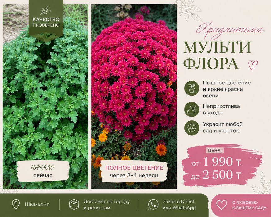 хризантема мультифлора