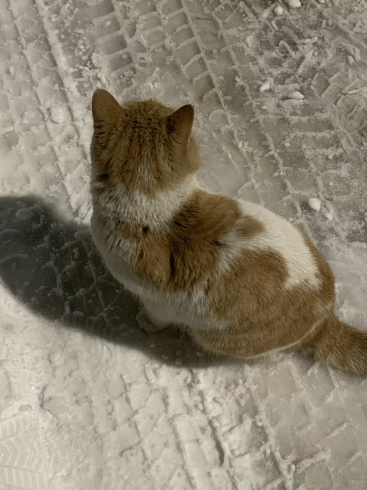 Найден котик. Домашний. Потеряшка