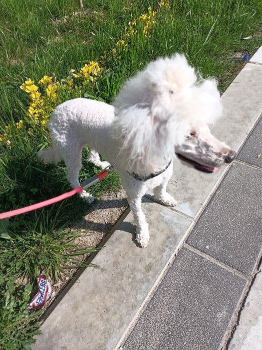 Средний пудель вязка