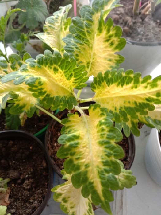 Комнатные цветы для вас