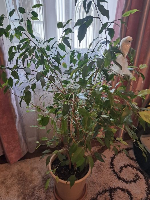 Фикусы, комнатные растения