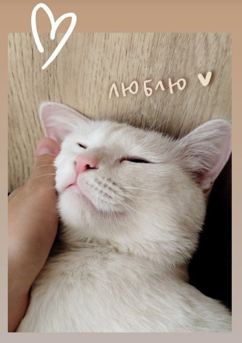Турецкая Ангора короткошёрстная