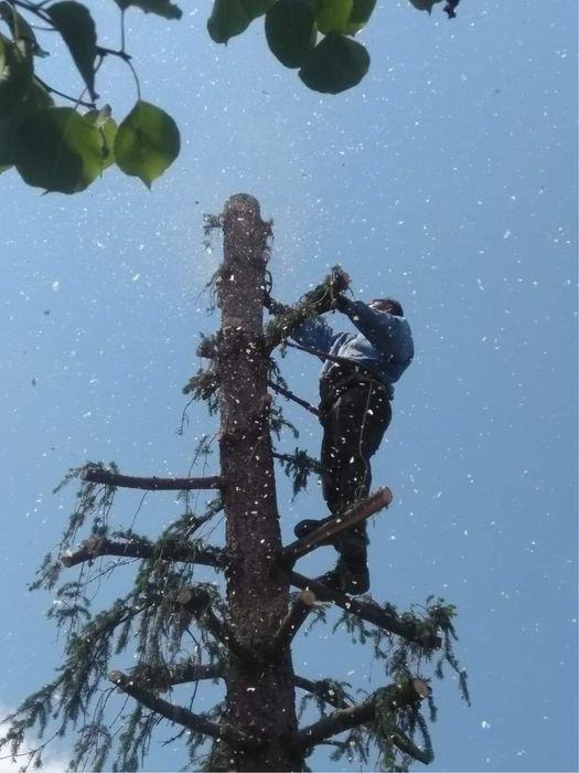 Рязане на високи опасни дървета косене на тревни площи