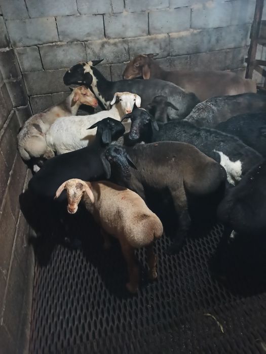 Продаются бараны жирные