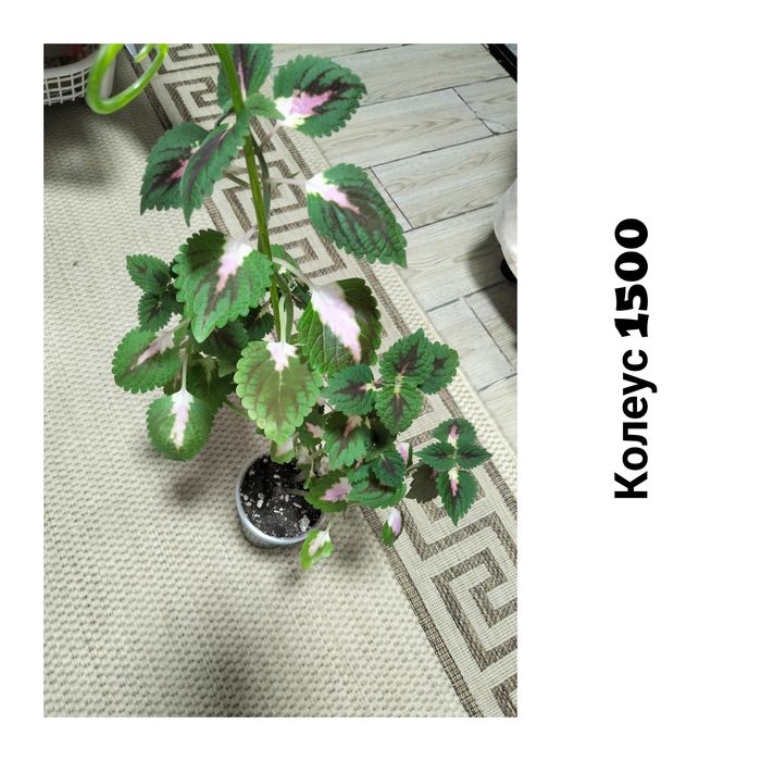 Цветы комнатные не дорого