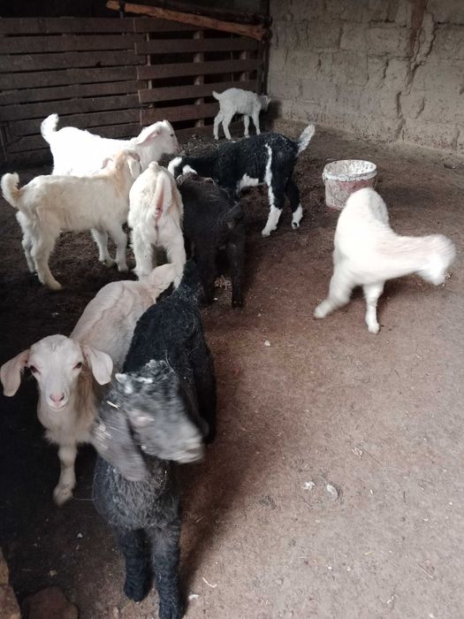 Орыс ешкінің лақтары сатылады