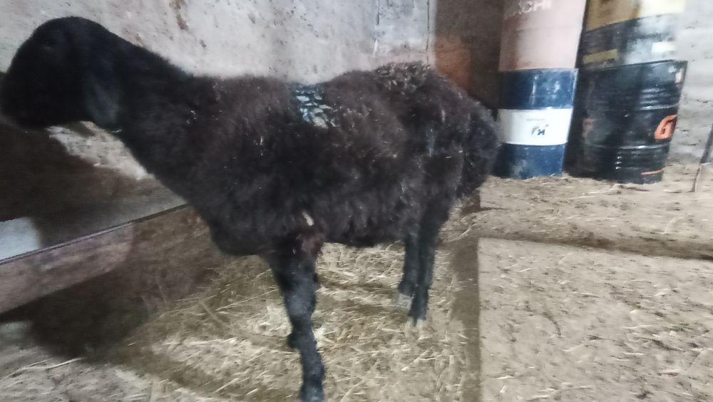 Баран девочка гисарский