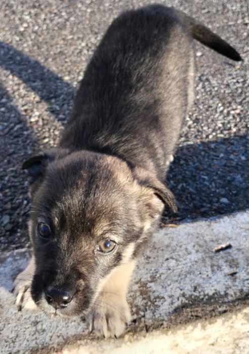 Щенки ищут дом! В хорошие руки!