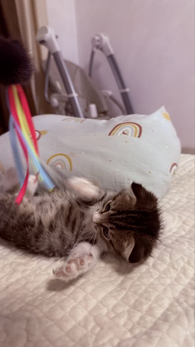 Вислоухий котенок