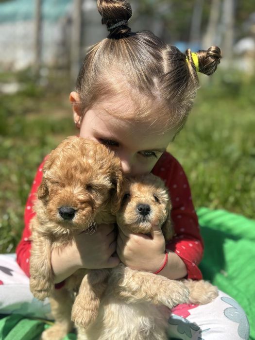 Мини пудел Пудел