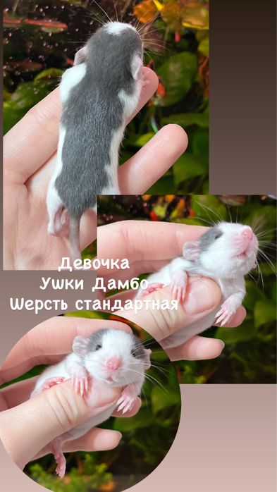 Крысята ручные малыши кудряшки  (крысы,крыса)