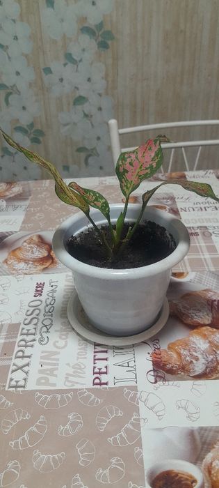 Цветы комнатный,цены разные.