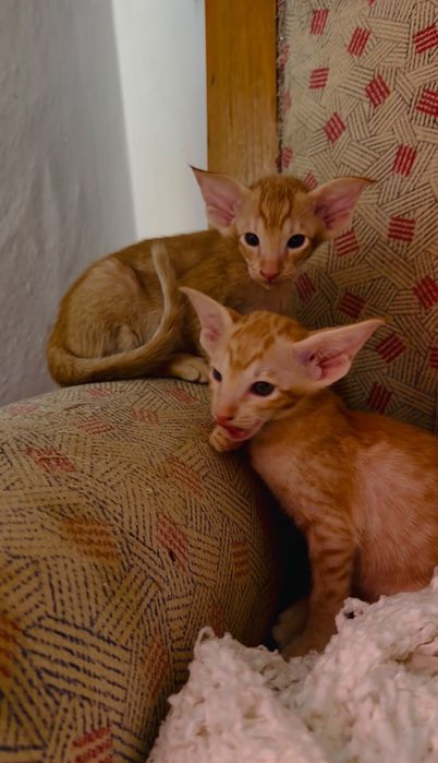 Ориентальные котята