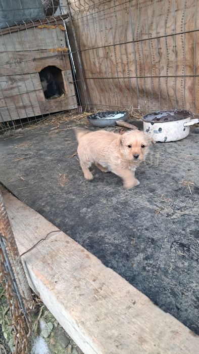 Se donează catelusa.