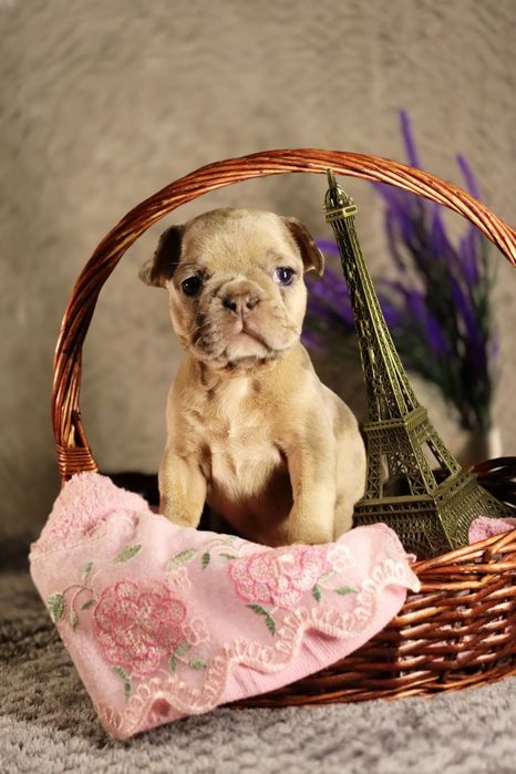 Шикарные цветные булочки