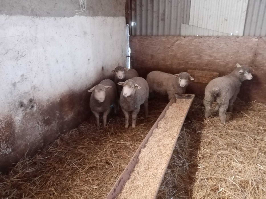 Mieluțe și berbeci île de france cu certificat.