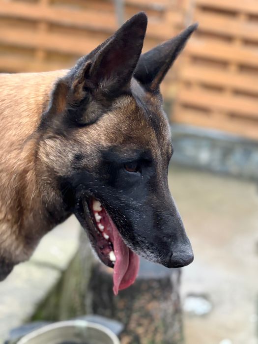 Femela ciobănesc belgian Malinois