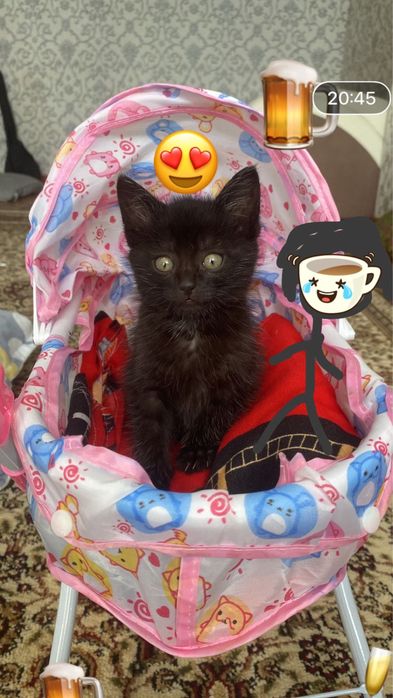 Котенок девочка