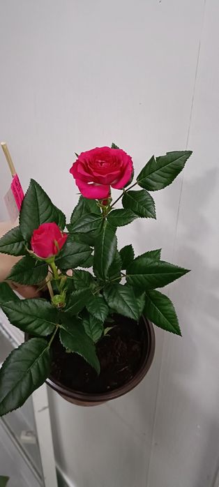 Розы:2500 тенге!