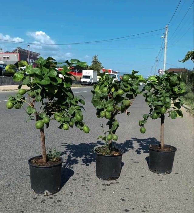 Дърво лимон и дърво портокал